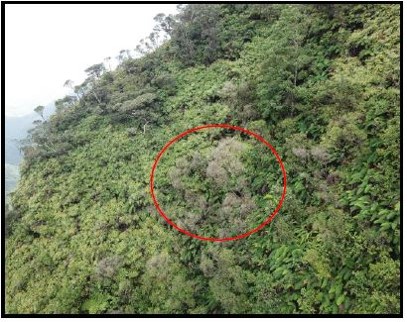 Several ROD suspect trees in UAV imagery.