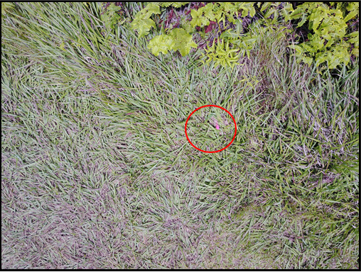 Himalayan blackberry in UAV imagery.